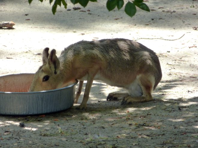 Patagonian Cavy